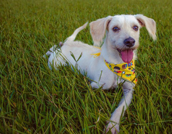 Shopping promove feira de adoção de animais no sábado (07/03)