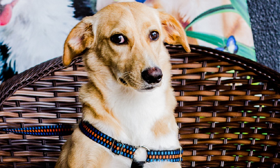 Shopping e ONG se unem para estimular adoção de pets