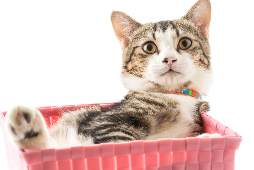 Tudo sobre a troca de pelos de gatos