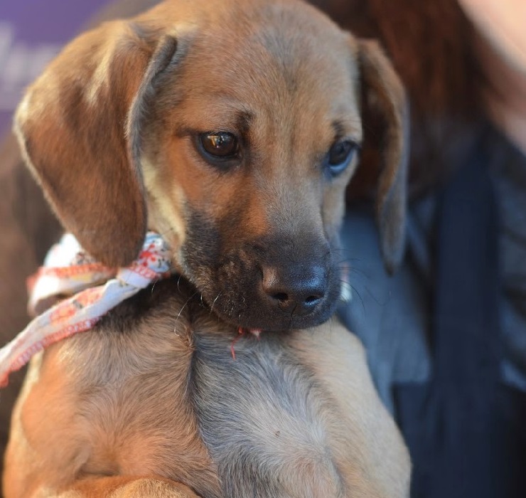 Encontro de adoção de cães será realizado neste sábado (2), no Shopping Curitiba