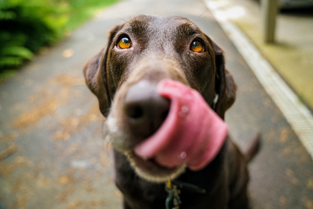 1, 2, 3 da ração: três dicas sobre como escolher a melhor ração para cachorro