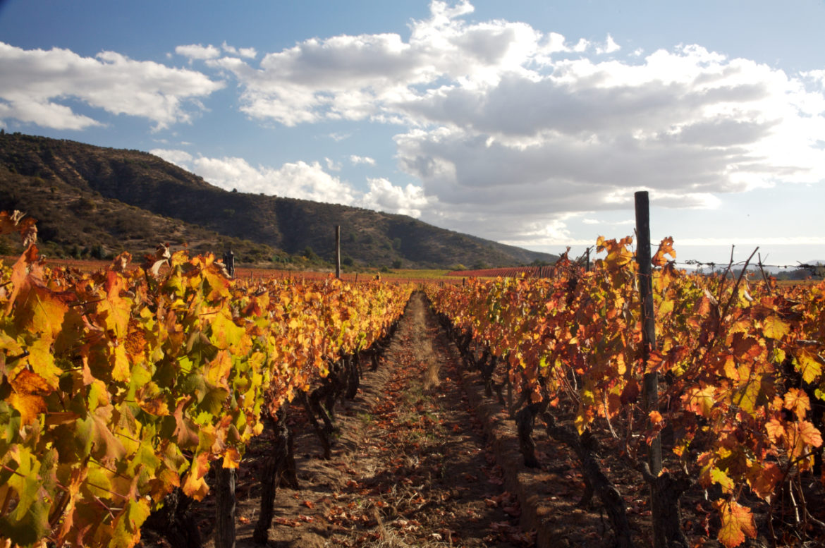 Mercado de vinhos no país registra alta no primeiro quadrimestre do ano