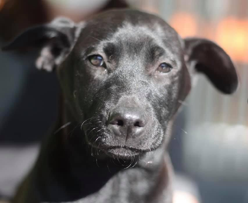 Shopping incentiva a adoção de cães, com encontro neste sábado (4)