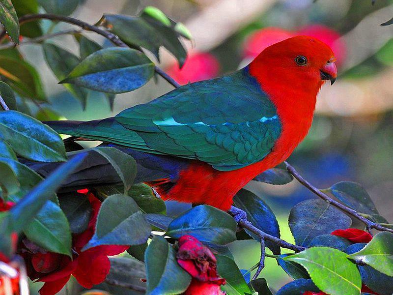 Roteiros de viagens destinados ao ecoturismo estão em alta no Brasil