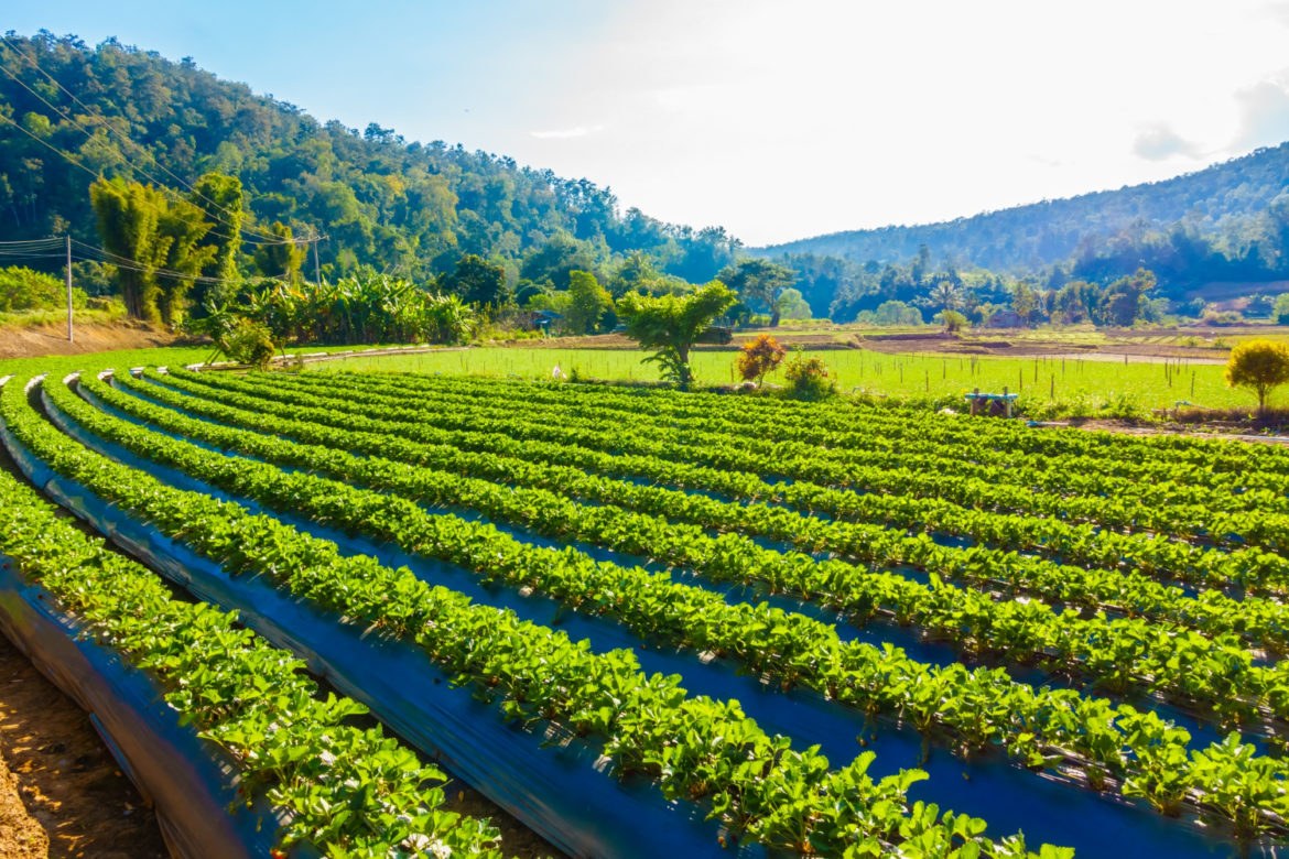 Potássio: fertilizante é essencial para o agronegócio, diz empresário