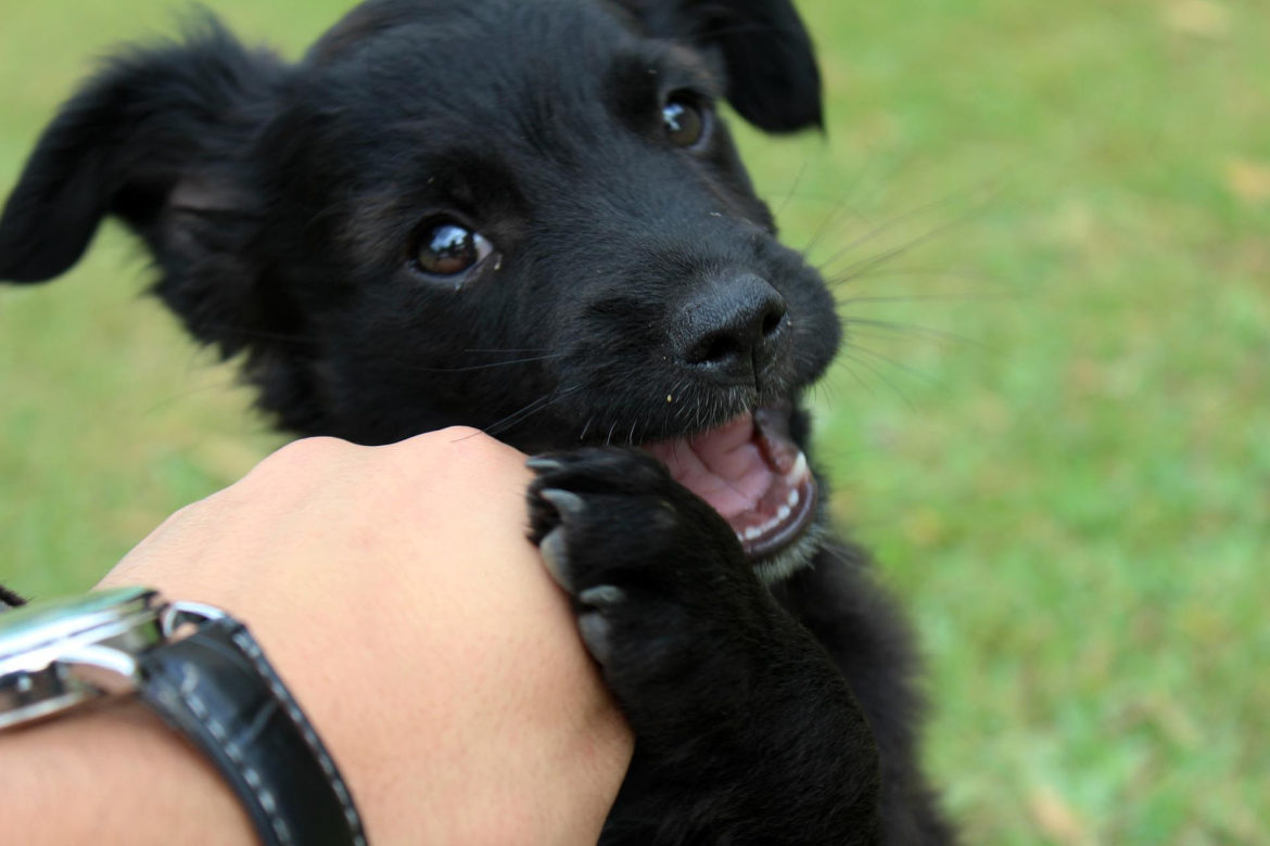 Prefeitura realiza evento de adoção de cães em parceria com o Shopping Curitiba e Hiper Zoo Pet Shop