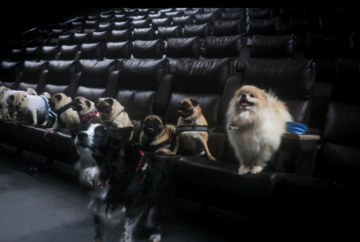 Cinema de Curitiba tem sessão pet friendly neste sábado