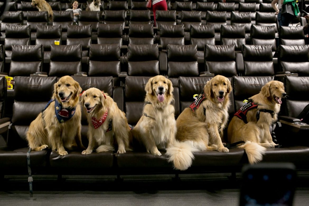 Cinema do Shopping Curitiba terá ingressos a R$ 10 e sessão pet friendly