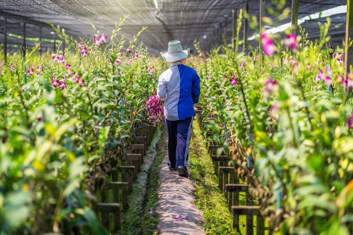 Chegada da primavera prevê aumento de vendas e requer cuidado com plantas