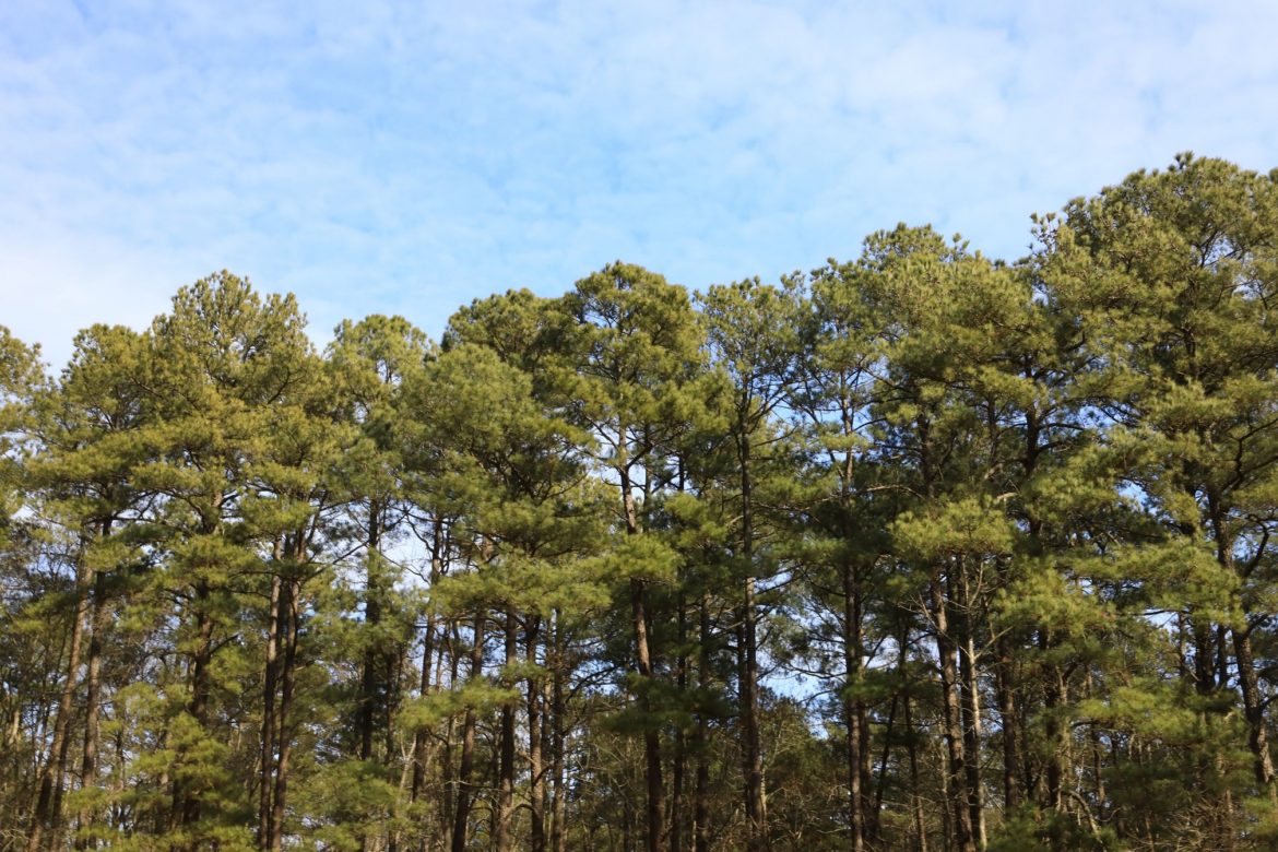 Fornecedores logísticos reduzem impacto ambiental com o plantio de mudas nativas