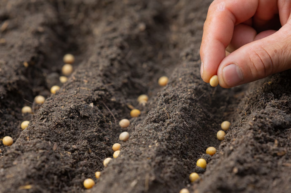 Você Sabia? Tratar Sementes Aumenta a Produtividade Agrícola! Descubra as Melhores Práticas