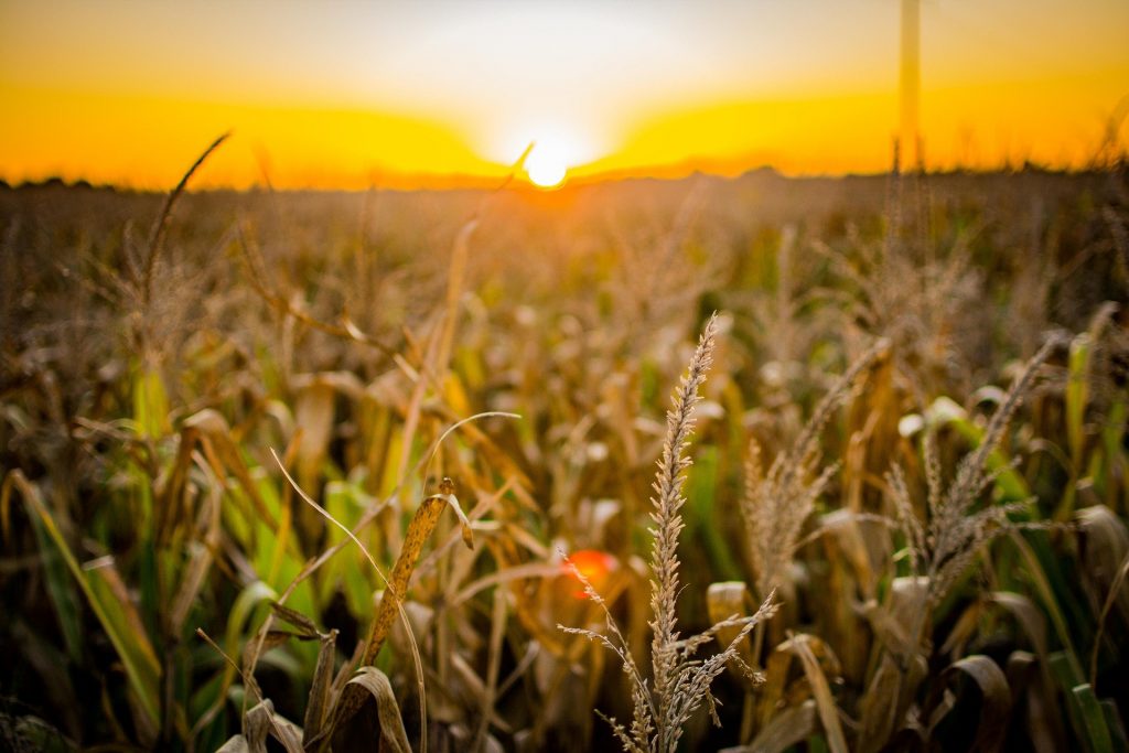 Produtividade agrícola pode ser beneficiada por soluções tecnológicas