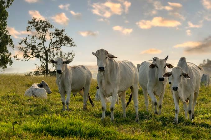 Nova regulação da CVM impacta o agronegócio