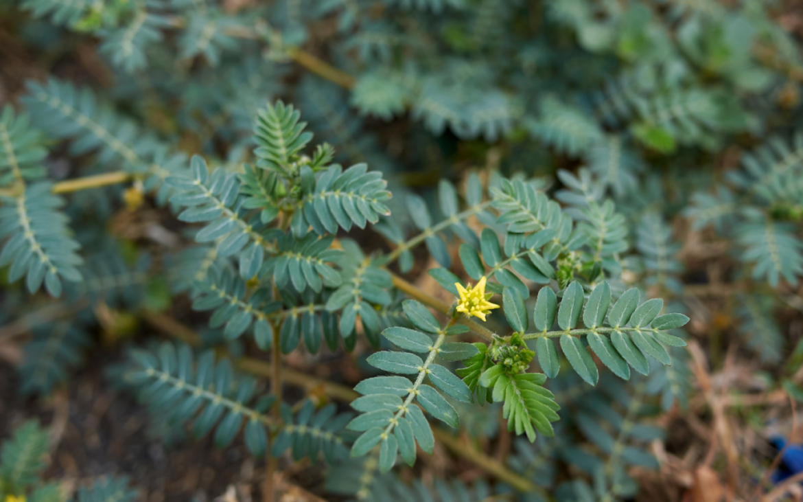 Conheça 7 benefícios do Tribulus Terrestris para a sua saúde e mais 