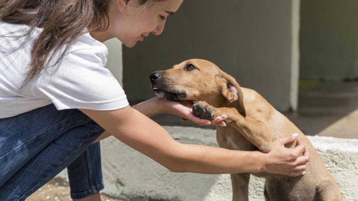 Campanha reforça luta contra a crueldade aos animais