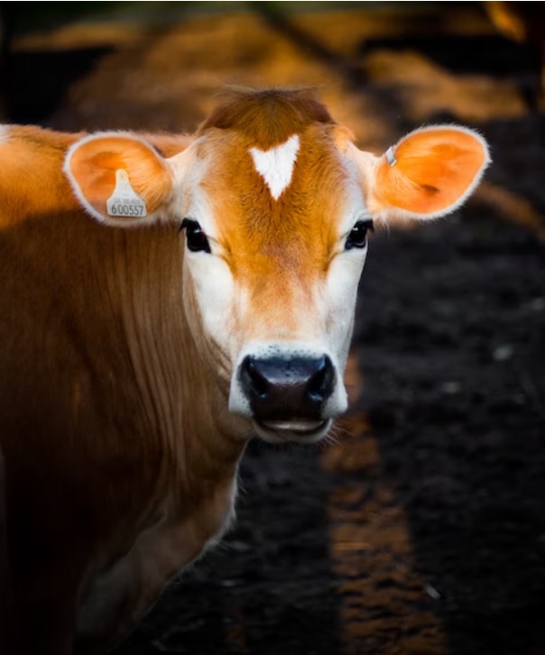 Suplementação de fósforo desafia a agropecuária brasileira