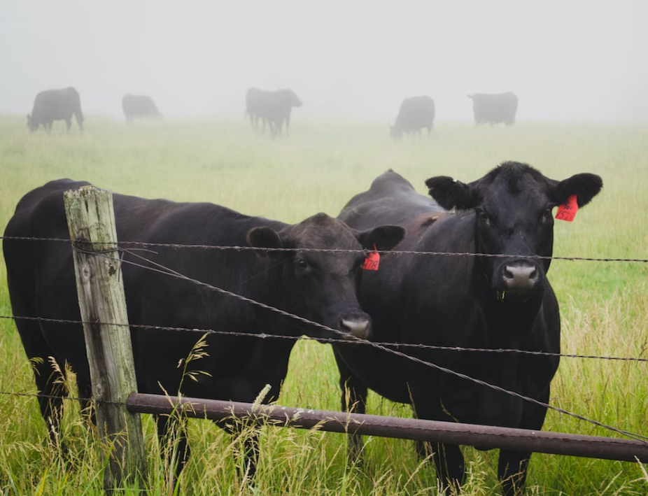 Fosfato bicálcico está na ponta da agroindústria da carne