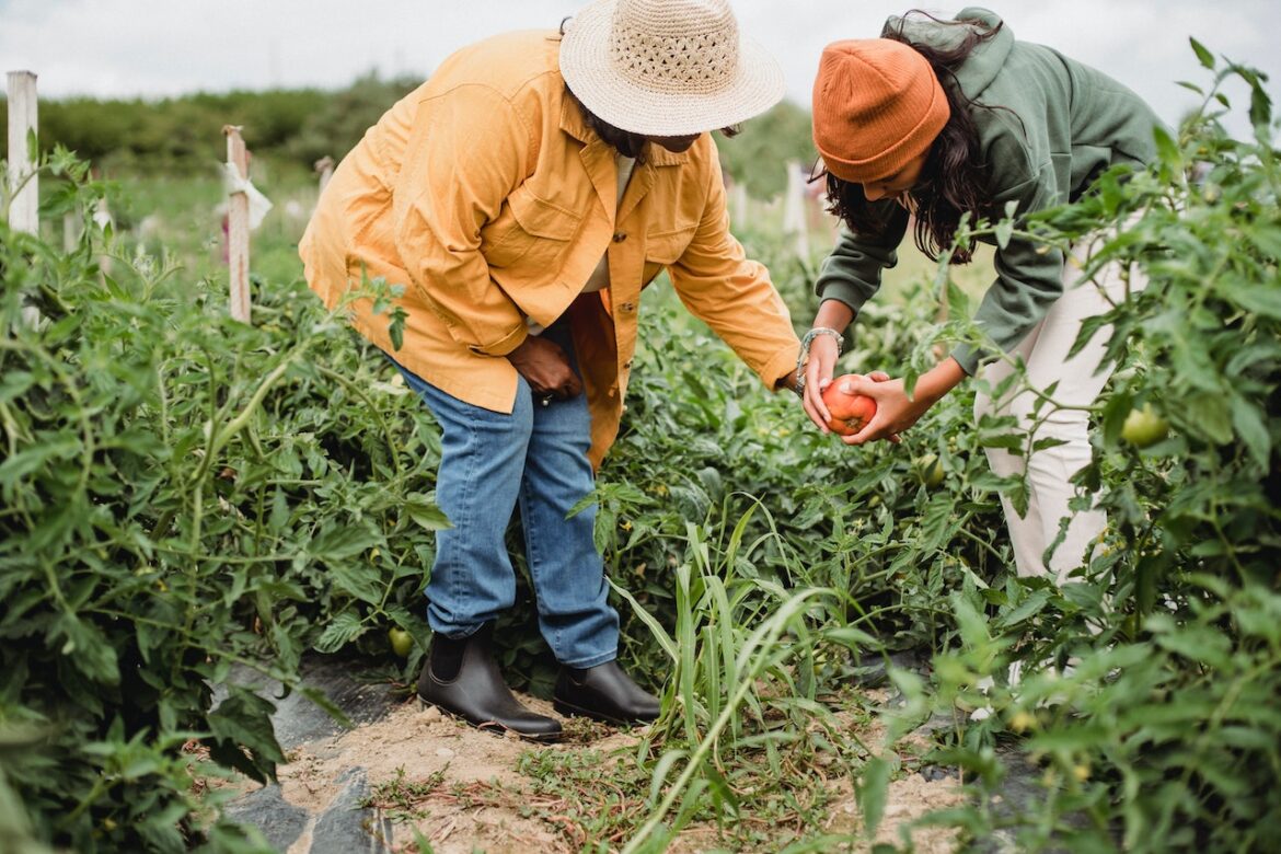 Governo quer 30% da merenda escolar fornecida por agricultores familiares