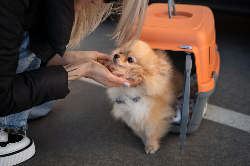 Regras legais para fazer o transporte de animais em aeroportos