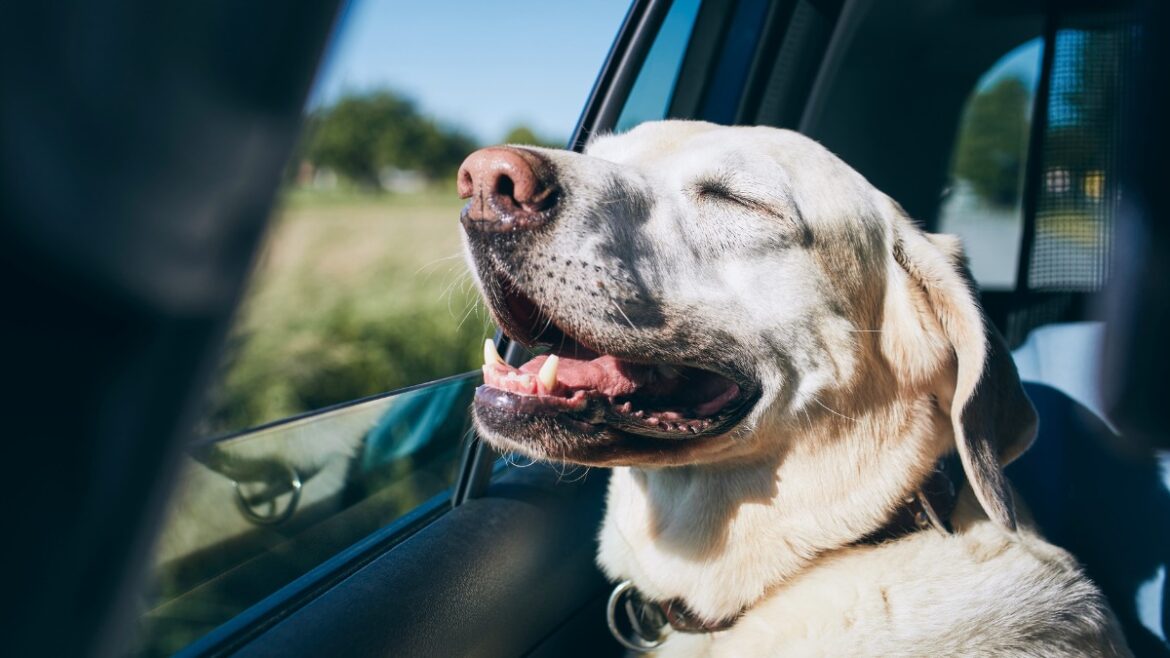 Aluguel de carros para viajar com cachorro