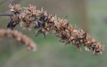 Flores secas se mostram alternativas práticas para decoração