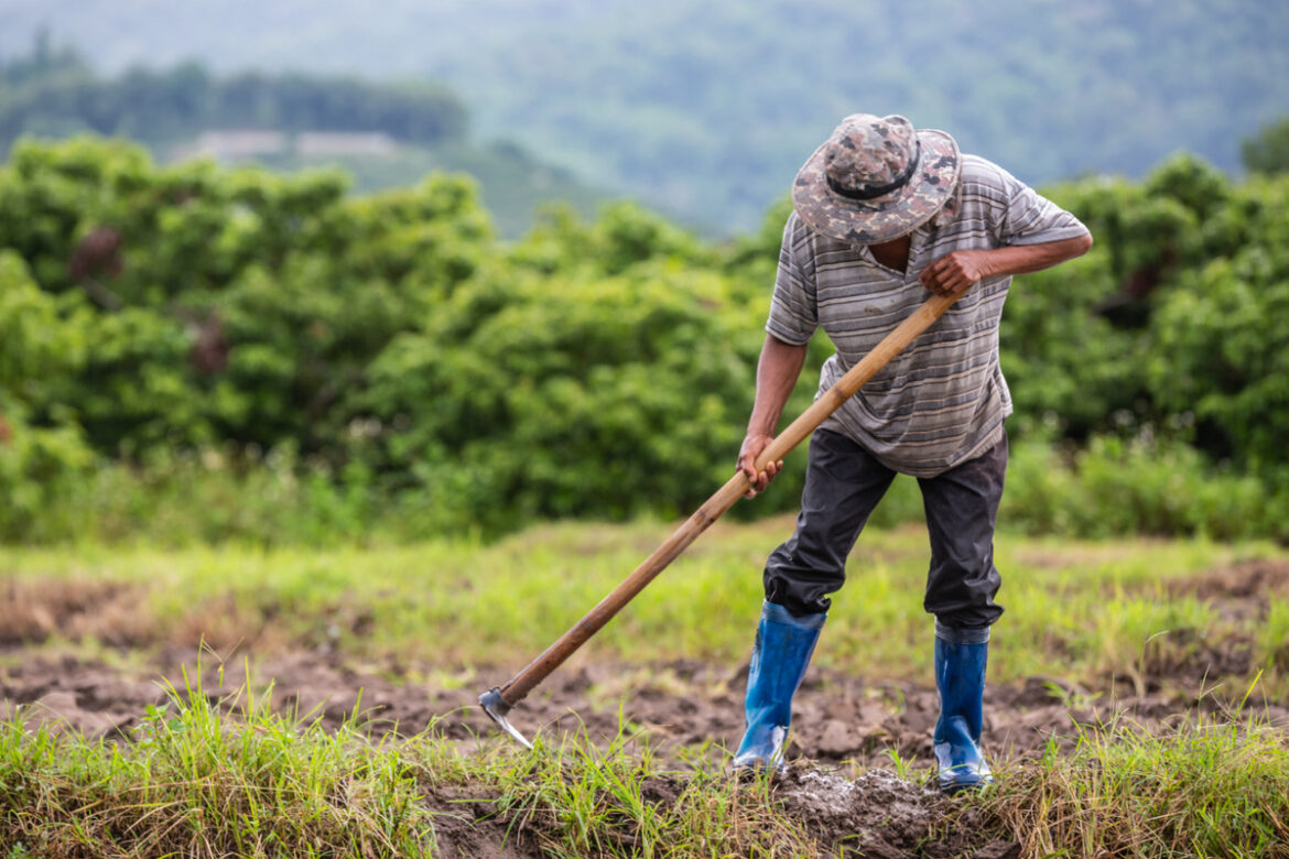 Aposentadoria rural exige regras específicas e comprovação