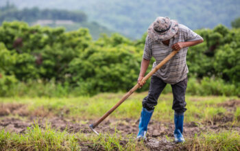 Aposentadoria rural exige regras específicas e comprovação